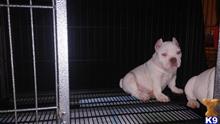 american pit bull puppy posted by Rocka Bully Camp